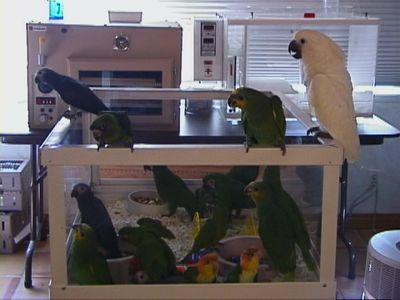 Parrots for Sale