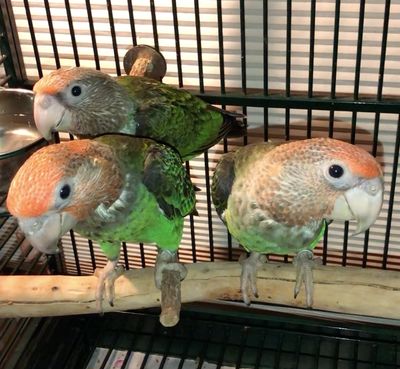 Brown Necked (Cape) Parrots