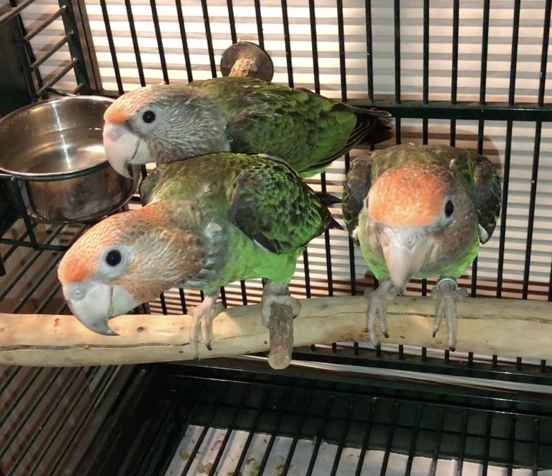 Brown Necked Parrots Poicephalus Fusicolis (Cape Parrots)