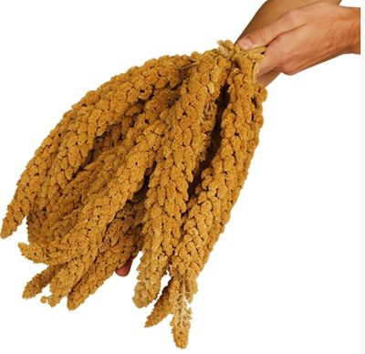 NM Millet Sprays 1/2 # NM Millet Sprays 1/2 #