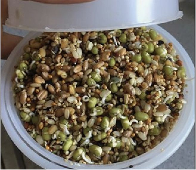 NM Sprouts 8 oz fresh