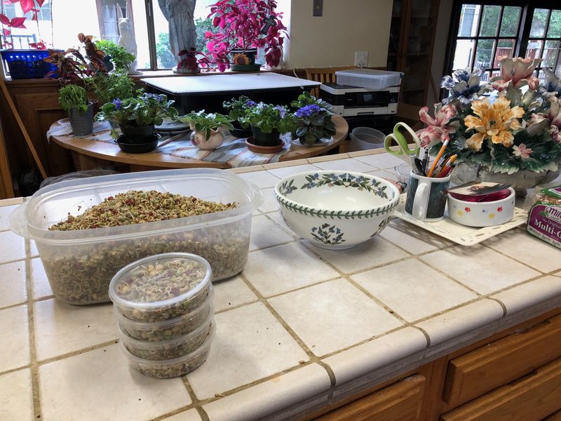 NM Sprouts 8 oz fresh