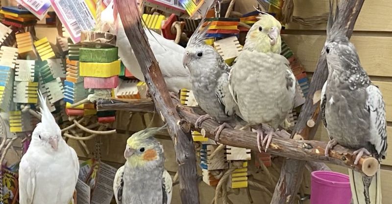 Cockatiels Cockatiels