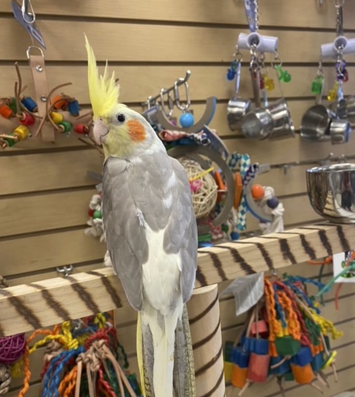 Cockatiels