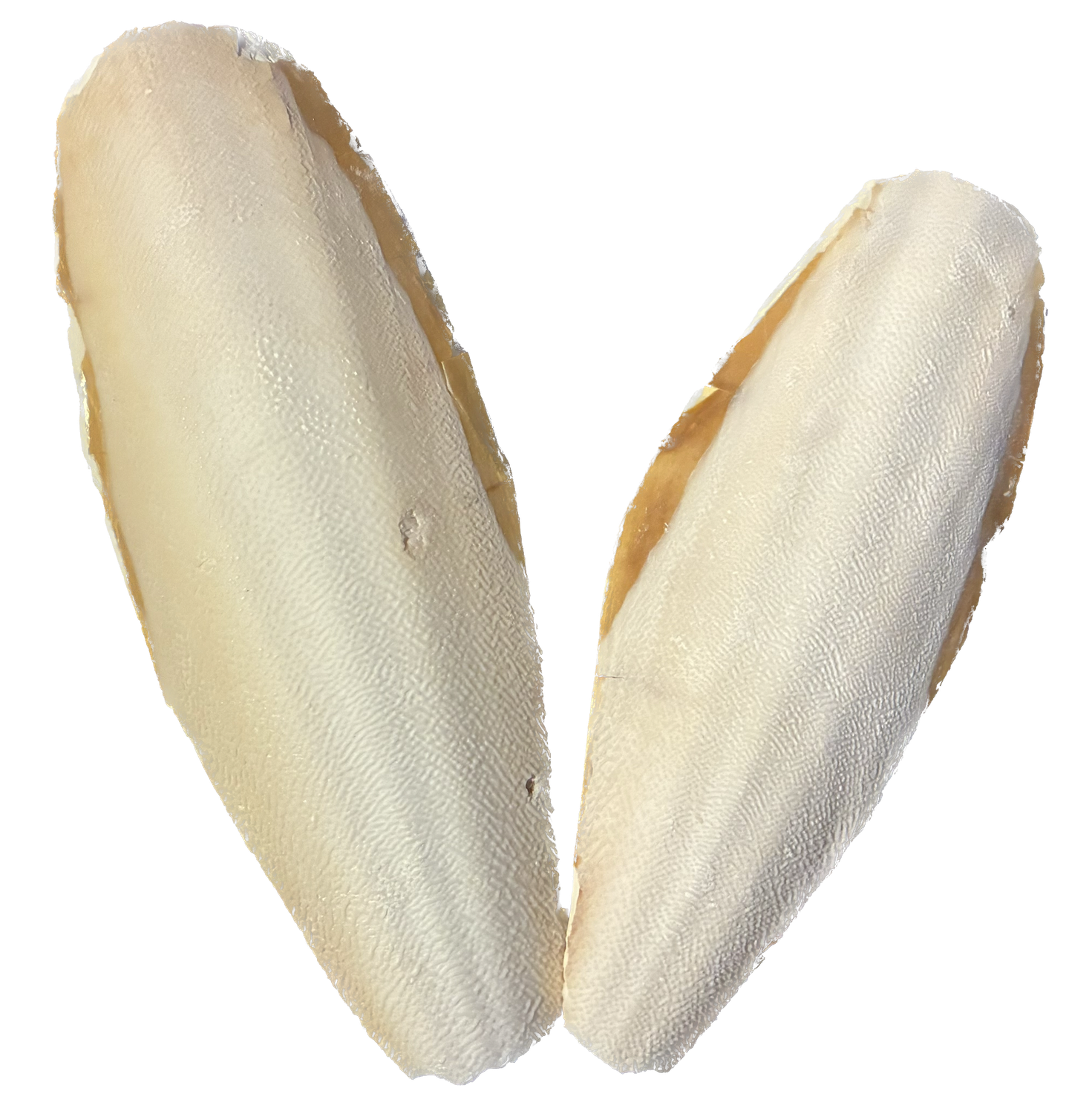 NM Cuttlebone 2 Large Pieces