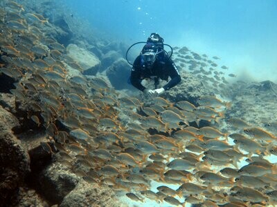 Buceo y snorkeling