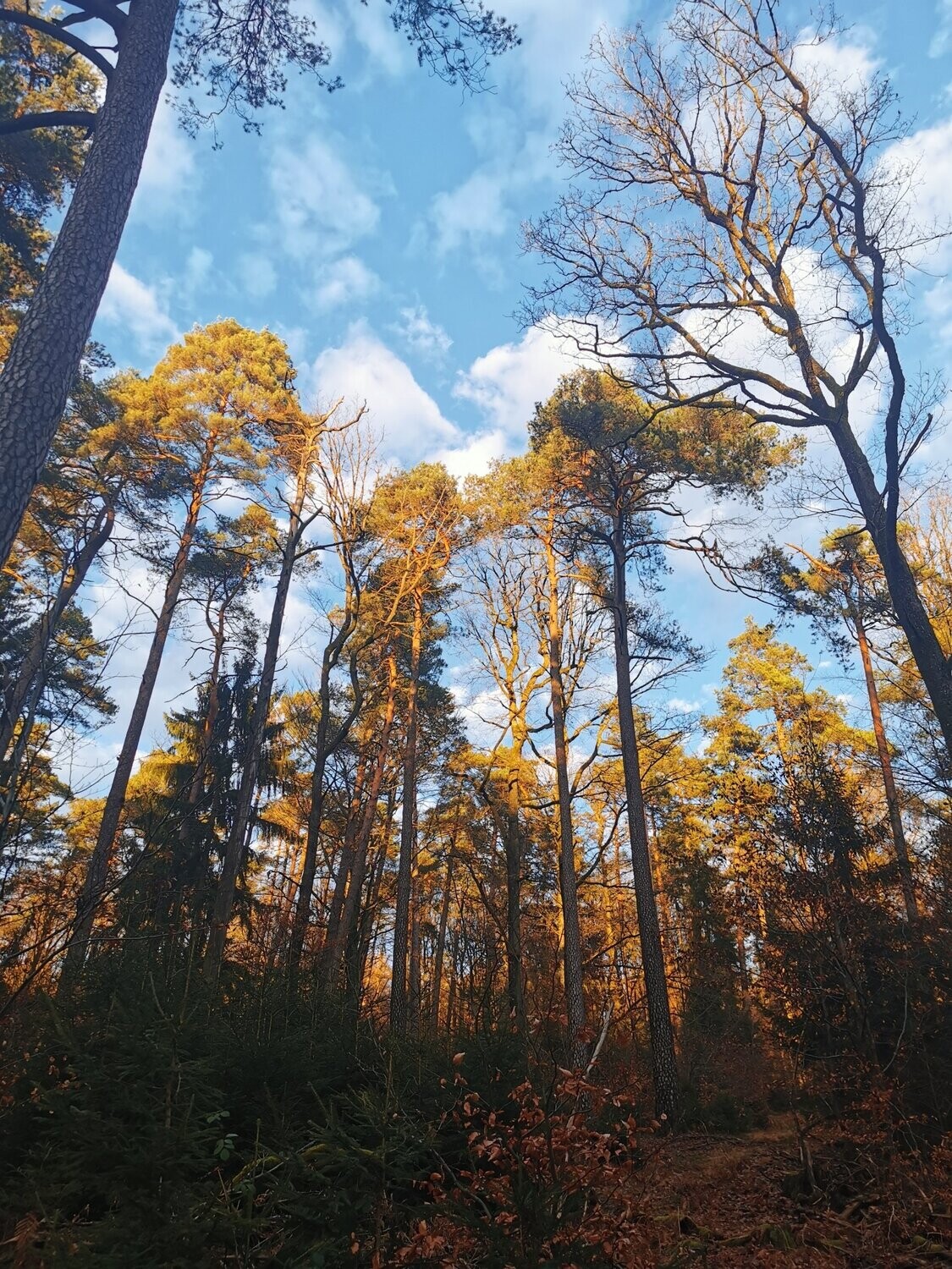 23.08.2026 Waldbaden - Mit allen Sinnen im Wald