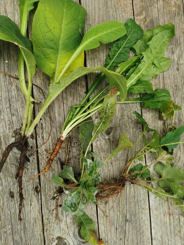 Wildkräuter Spaziergang Wurzelcafe‘