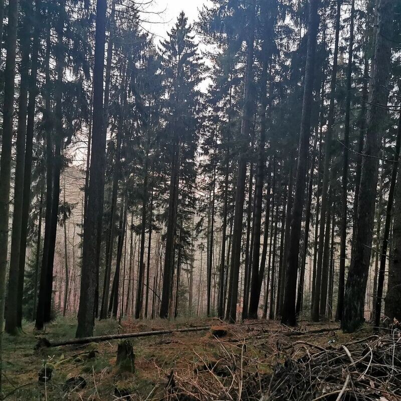 Gutschein über ein Waldauszeit Seminar Termin frei wählbar.