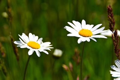 03.05.2026 | Von Löwenzahn bis Brennnessel - Auf Kräutertour durch die Natur 03.05.2026 | Von Löwenzahn bis Brennnessel - Auf Kräutertour durch die Natur