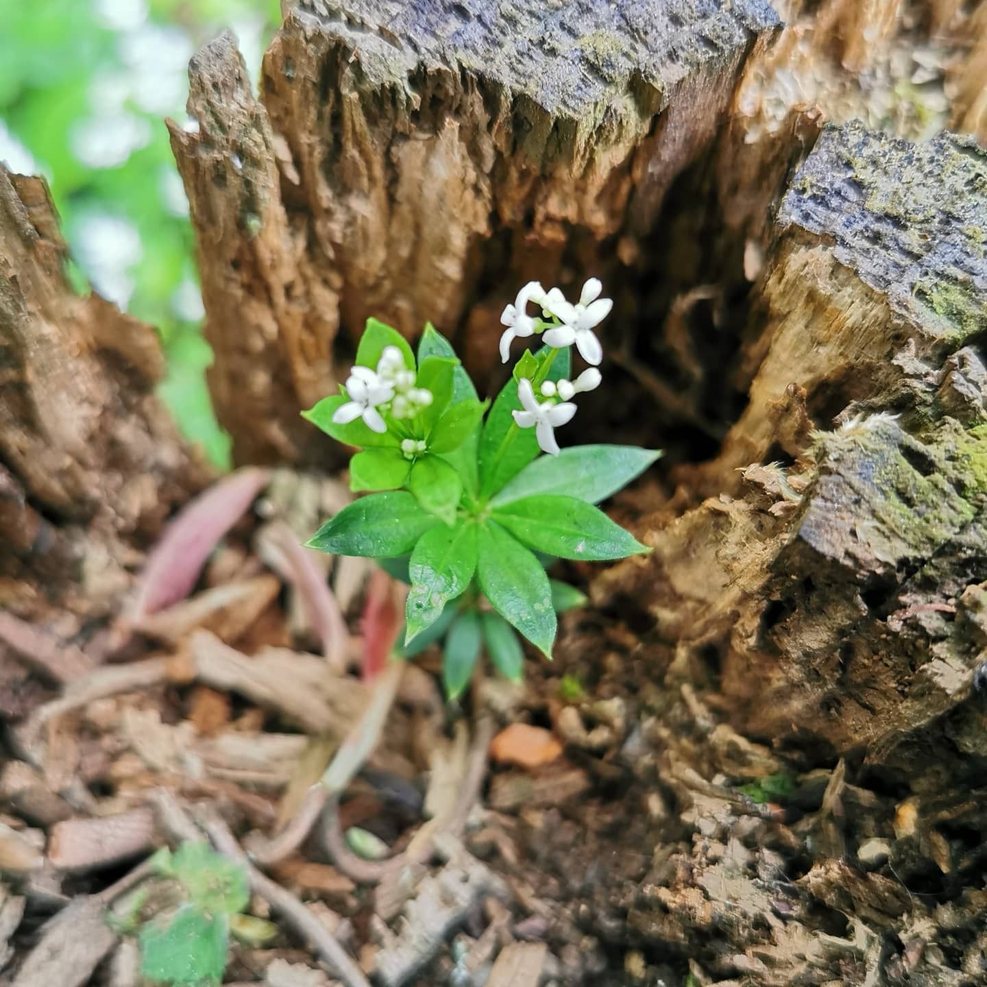 17.05.2026| Von Löwenzahn bis Brennnessel - Wildkräuterwanderung Wetterau
