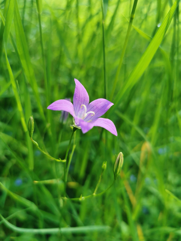 17.05.2026| Von Löwenzahn bis Brennnessel - Wildkräuterwanderung durch die Natur
