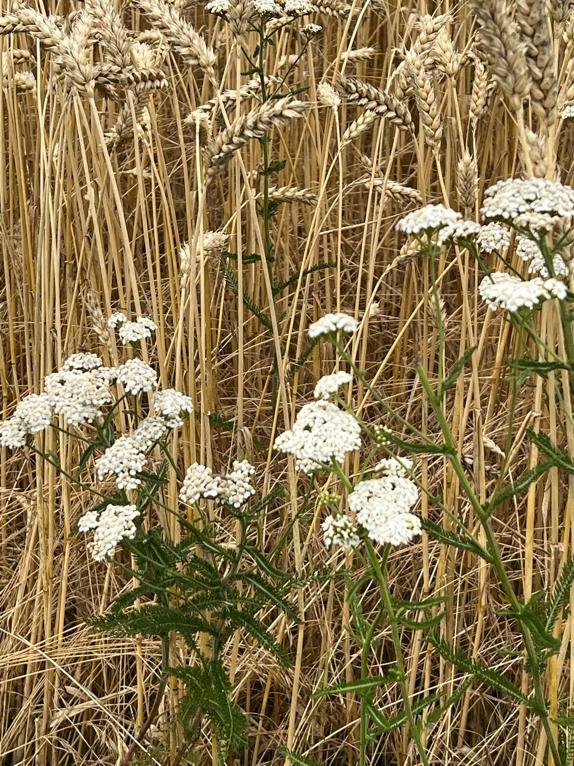 26.09.2026/Workshop Herbstkranz aus Gräsern Blüten und Kräutern