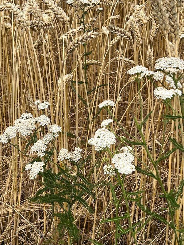 26.09.2026/Workshop Herbstkranz aus Gräsern Blüten und Kräutern