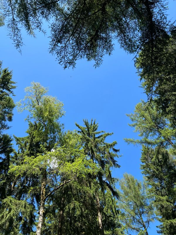 18.10.2026/ Shinrin Yoku Mit allen Sinnen im Wald Eine geführte Auszeit mit Achtsamkeitsübungen und Naturerfahrung.