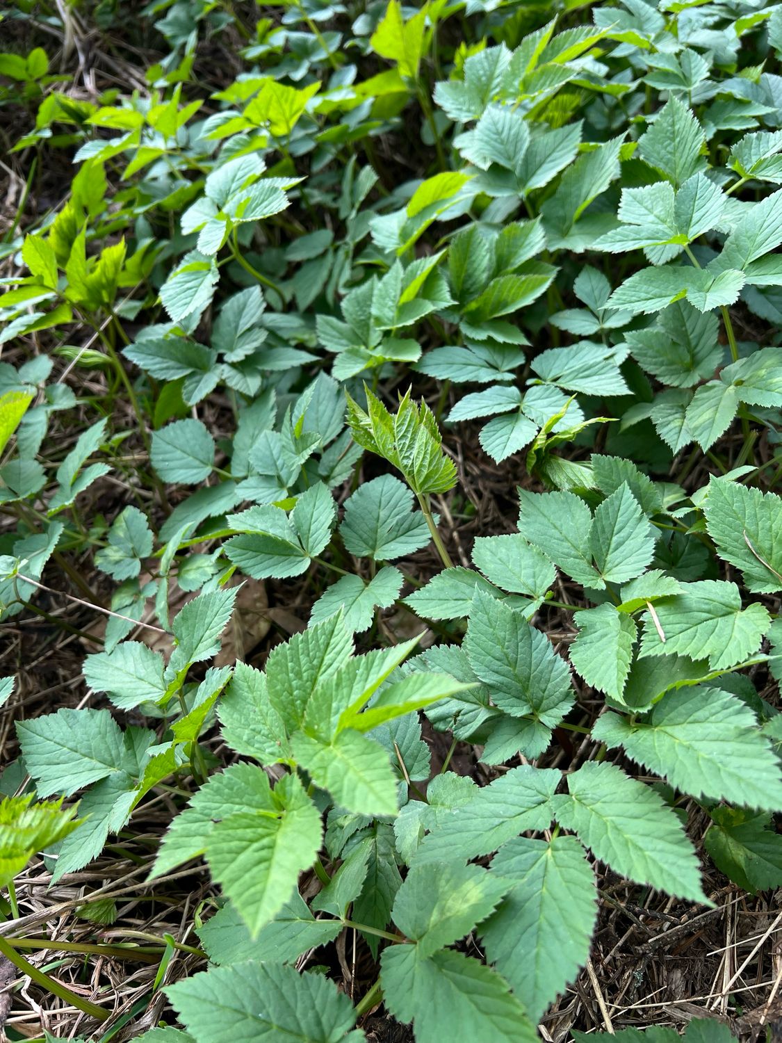 23.05.2026/Von Löwenzahn bis Brennnessel - Wildkräuterwanderung Wetterau 23.05.2026/Von Löwenzahn bis Brennnessel - Wildkräuterwanderung Wetterau