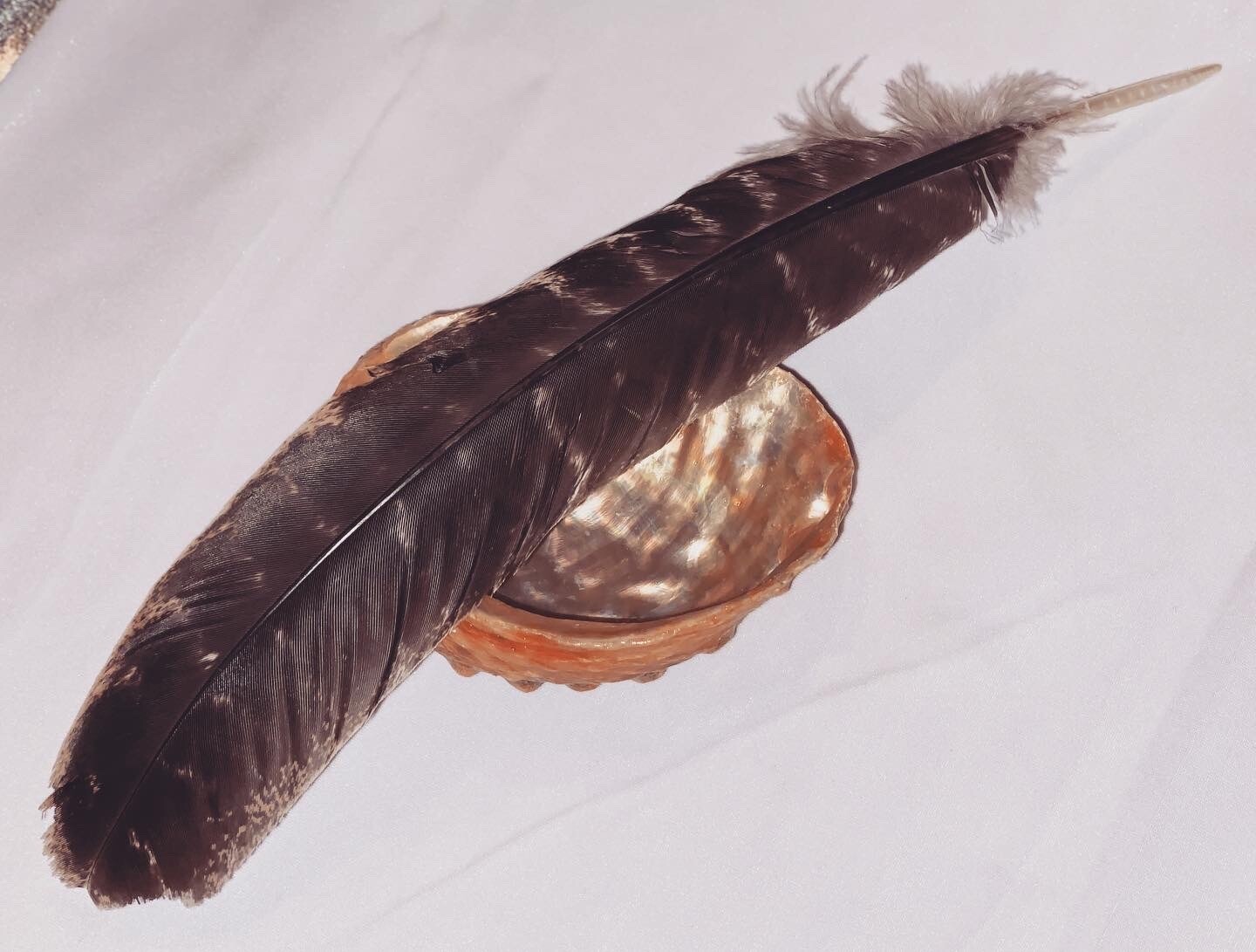 Abalone Shell & Turkey Feather Bundle Abalone Shell & Turkey Feather Bundle