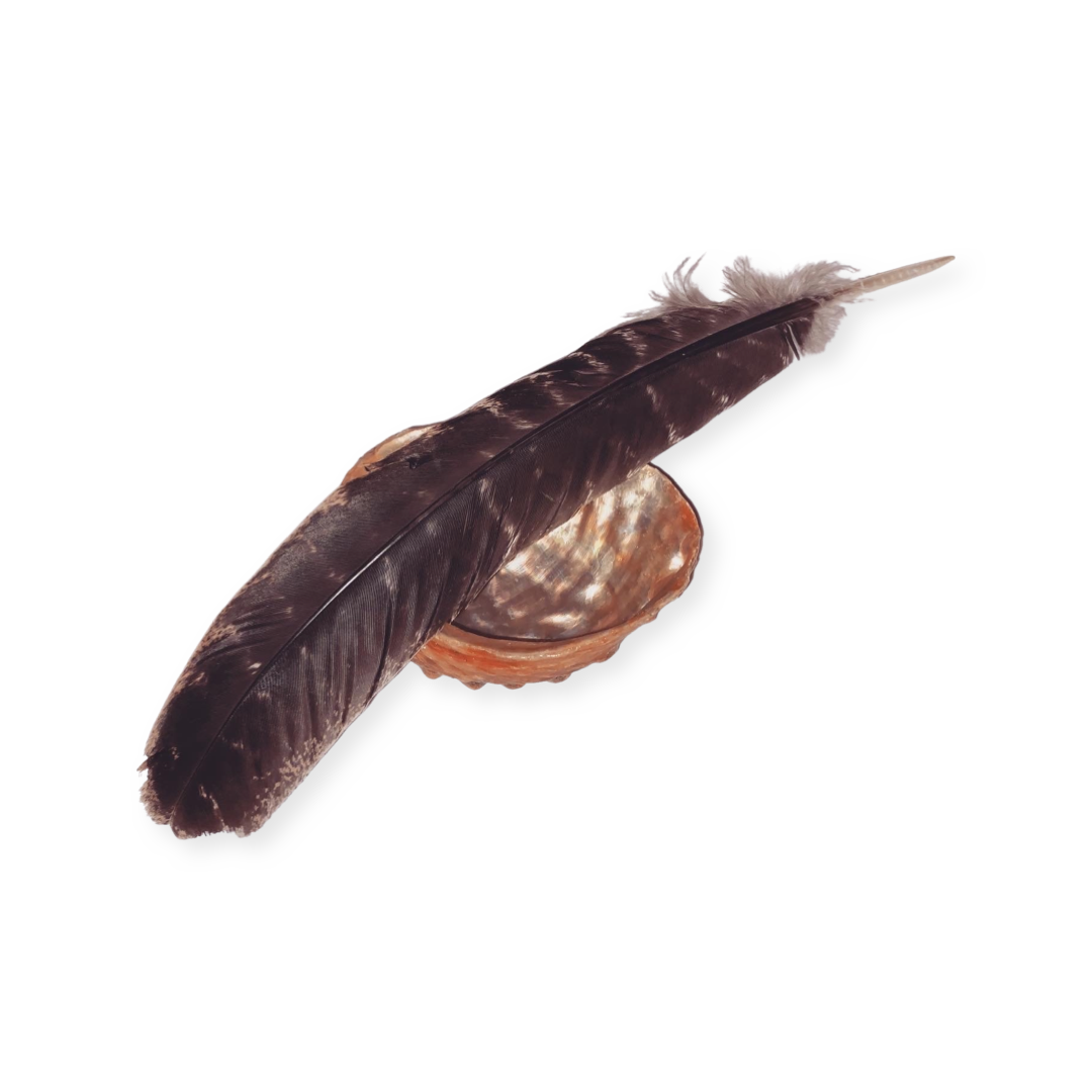 Abalone Shell & Turkey Feather Bundle 