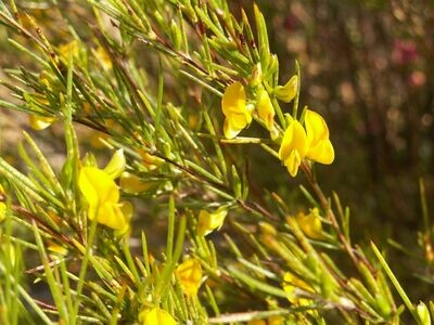 Rooibos Honeybush and blends