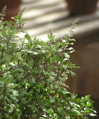 Tulsi Tonic