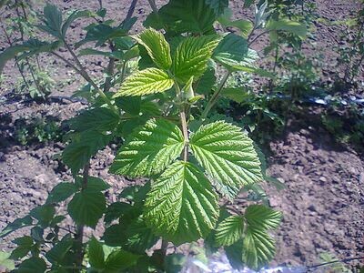 Raspberry Leaf