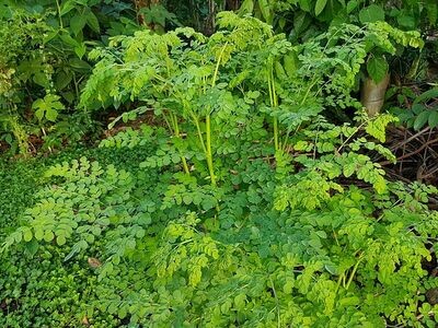 Moringa