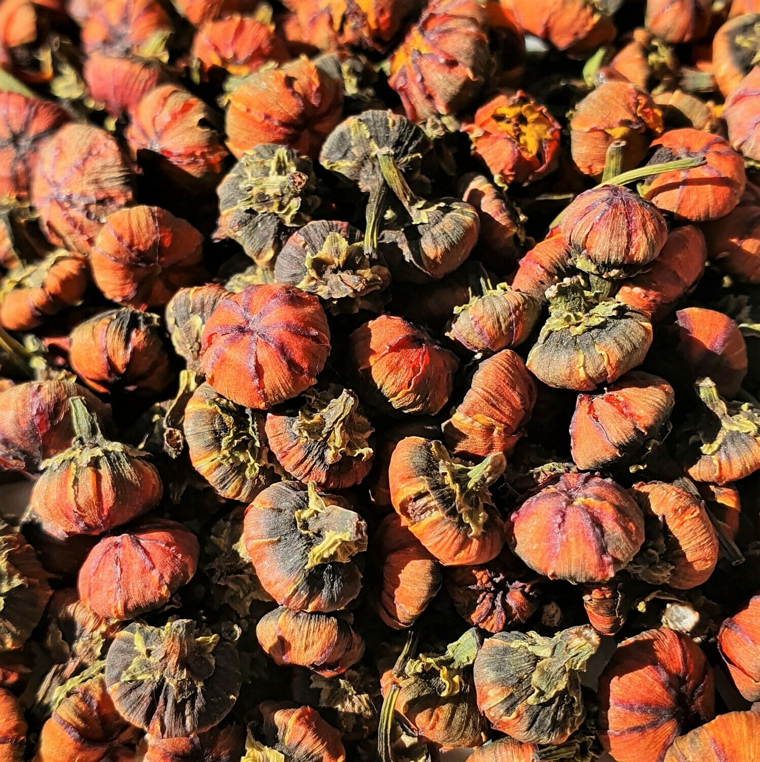 Snow Chrysanthemum buds