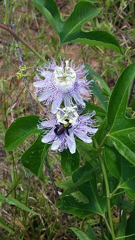 Passionflower, Variety: 40g