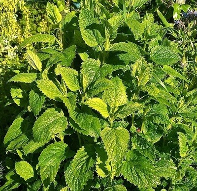 Lemon Balm, bag size: 40g