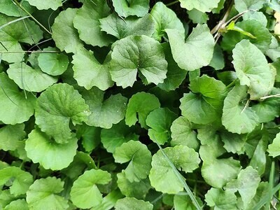 Gotu Kola