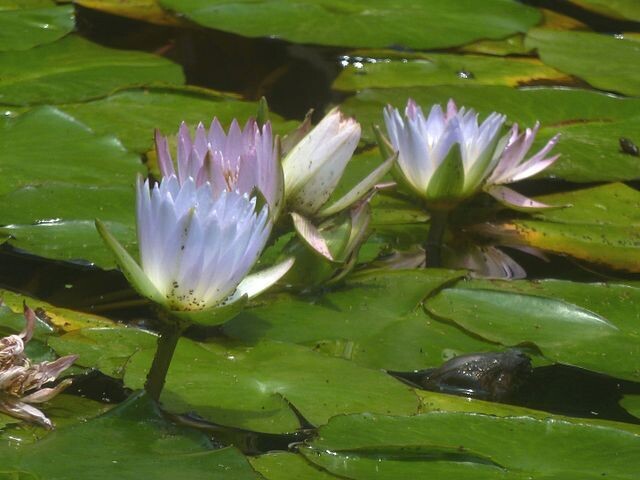 Blue (Sacred) Lotus, Variety: 100g