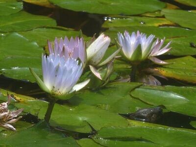 Blue (Sacred) Lotus