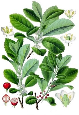 Yerba Maté (organic)