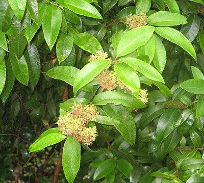 Lemon Myrtle