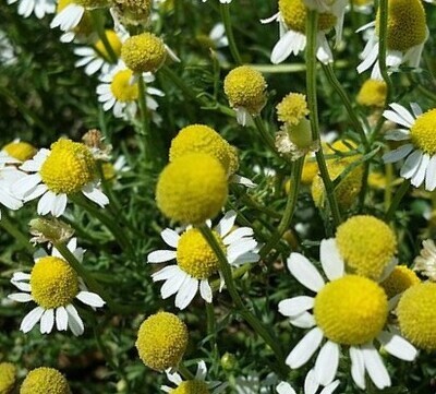 Org. Chamomile