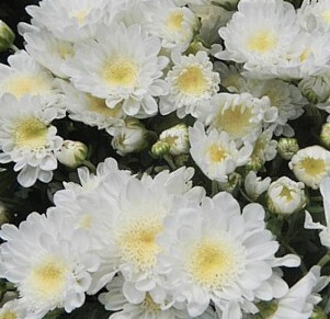White Chrysanthemum