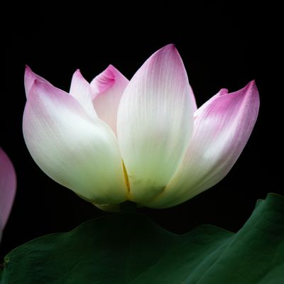 Sacred / Blue Lotus petals