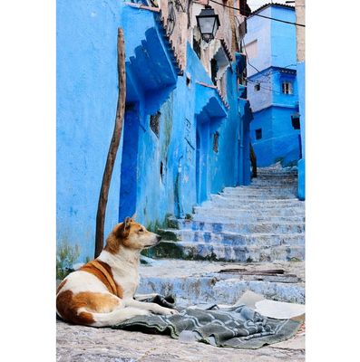 Rebecca Thorpe - 'Chefchaouen Puppy' Print - Shipping May