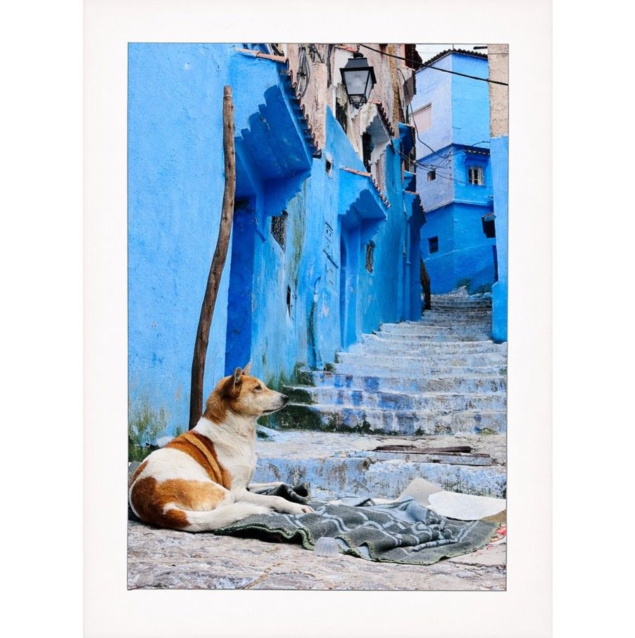 Rebecca Thorpe - 'Chefchaouen Puppy' Print - Shipping May