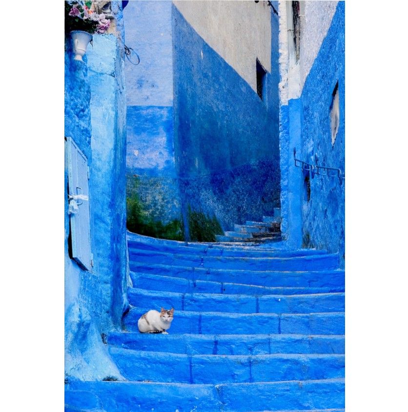 Rebecca Thorpe - 'Chefchaouen Kitty' Print - Shipping May