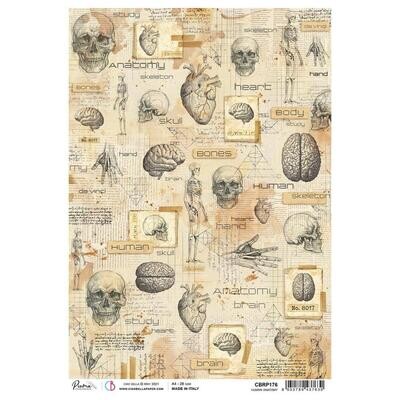 Ciao Bella - A4 Rice Paper Sheet - Human Anatomy