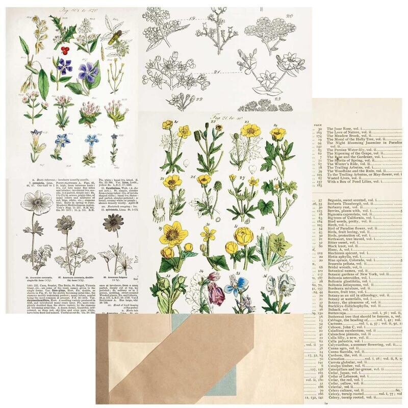 49 and Market - Curators Botanical – 12&quot;x12&quot; Double-sided Cardstock - Pressed Petals