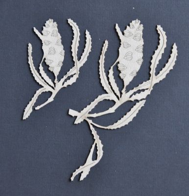 Dusty Attic - Chipboard - Nature - Banksia #1