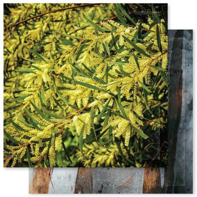 Paper Rose - 12&quot;x12&quot; Double-sided Paper - Outdoor Adventure - A