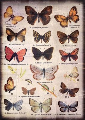 7 Dot Studio - A4 Rice Paper - Butterfly Effect - Butterfly Collection