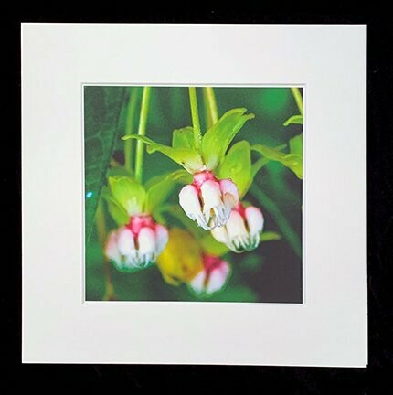 Mountain Bells Print