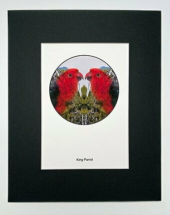 King Parrot Print