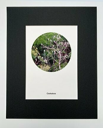 Cockatoos Print