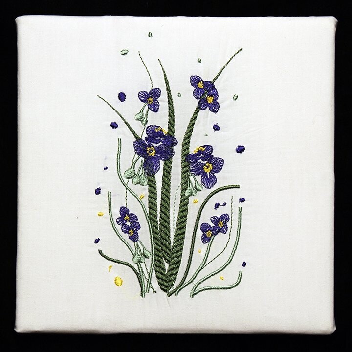 Spiderwort
