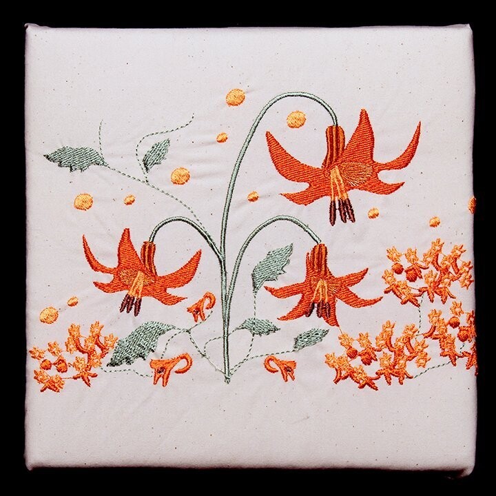 Canada Lily